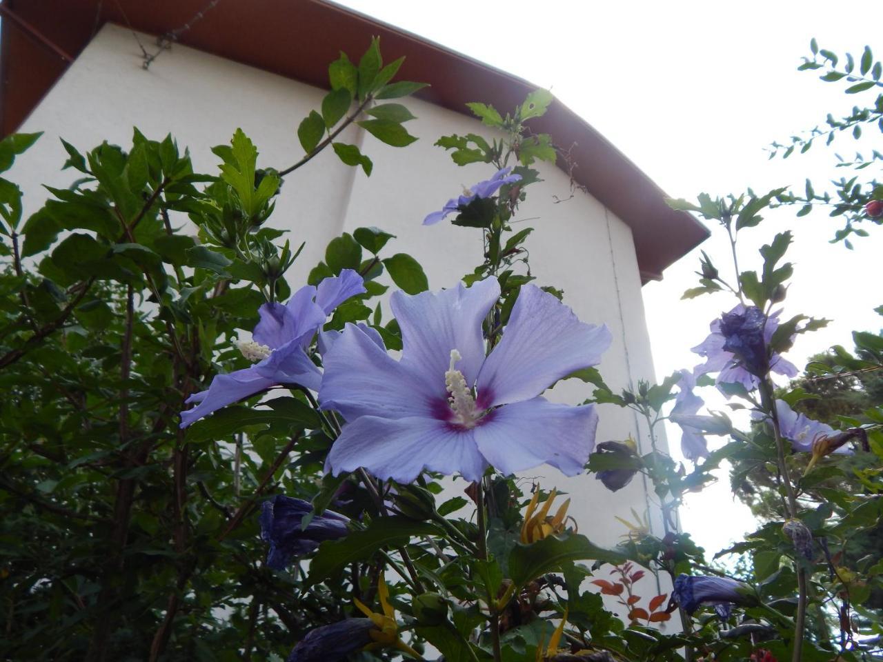 Madre Terra - B&B Ostra Molino Apolloni Extérieur photo